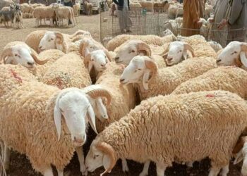 إعادة فتح الأسواق الأسبوعية للمواشي بالنعامة